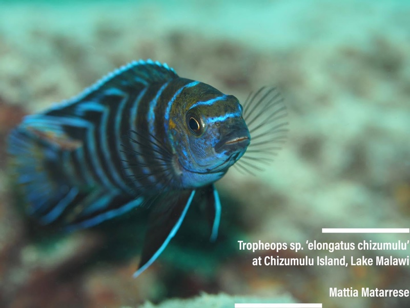 Tropheops sp. 'elongatus chizumulu' Chizumulu Island
